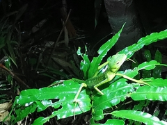 Bronchocela vietnamensis