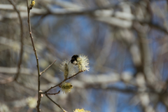 Bombus