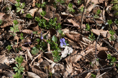 Viola