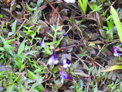 Torenia bicolor