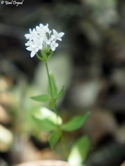 Asperula libanotica