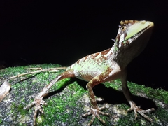 Acanthosaura lepidogaster