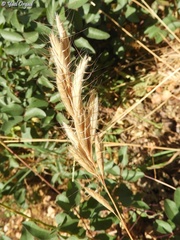 Bromus alopecuros