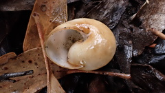 Cupedora bednalli