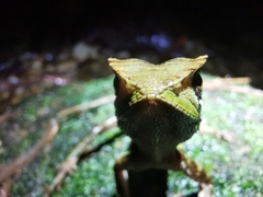 Acanthosaura lepidogaster