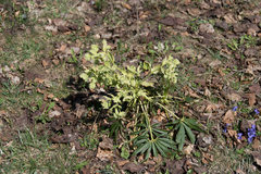 Helleborus foetidus