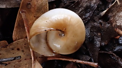 Cupedora bednalli