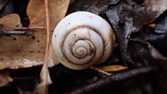 Cupedora bednalli