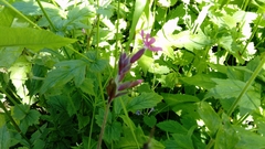 Silene dioica