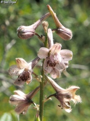 Delphinium ithaburense
