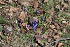 Viola