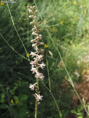 Delphinium ithaburense