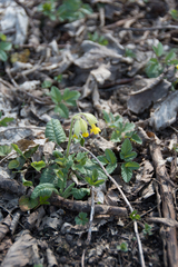Primula veris