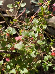 Chenopodium nutans