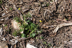 Ranunculus