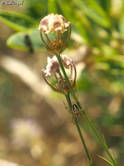 Neoscona adianta