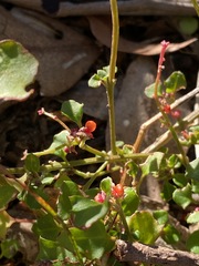 Chenopodium nutans