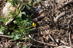 Ranunculus