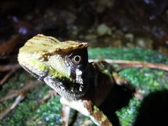 Acanthosaura lepidogaster