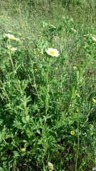 Potentilla recta