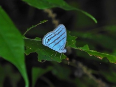 Cepheuptychia glaucina
