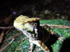 Acanthosaura lepidogaster