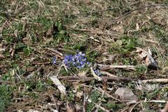 Viola