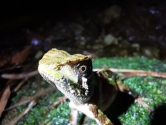 Acanthosaura lepidogaster