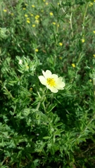 Potentilla recta