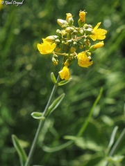 Hypericum lanuginosum