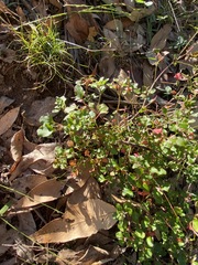 Chenopodium nutans