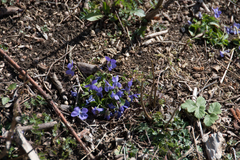 Viola