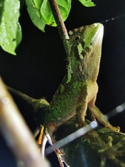 Acanthosaura lepidogaster