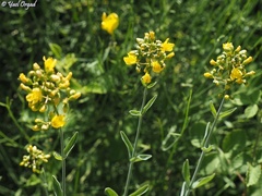 Hypericum lanuginosum
