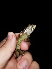 Acanthosaura lepidogaster