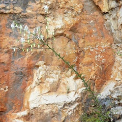 Michauxia campanuloides