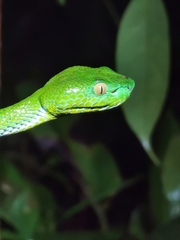 Trimeresurus vogeli