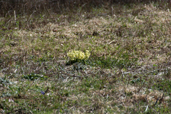 Primula