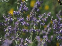 Nepeta curviflora