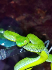 Trimeresurus vogeli
