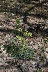 Helleborus foetidus