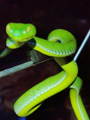 Trimeresurus vogeli
