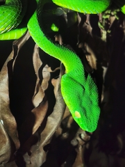 Trimeresurus vogeli