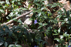 Vinca minor