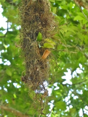 Onychorhynchus coronatus