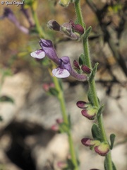 Scutellaria brevibracteata
