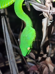 Trimeresurus vogeli