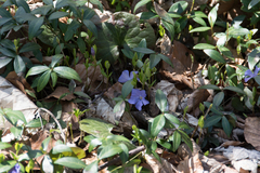 Vinca minor