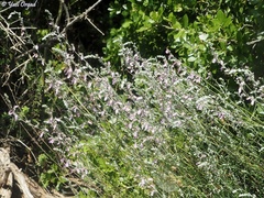 Teucrium creticum