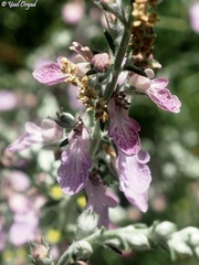 Teucrium creticum